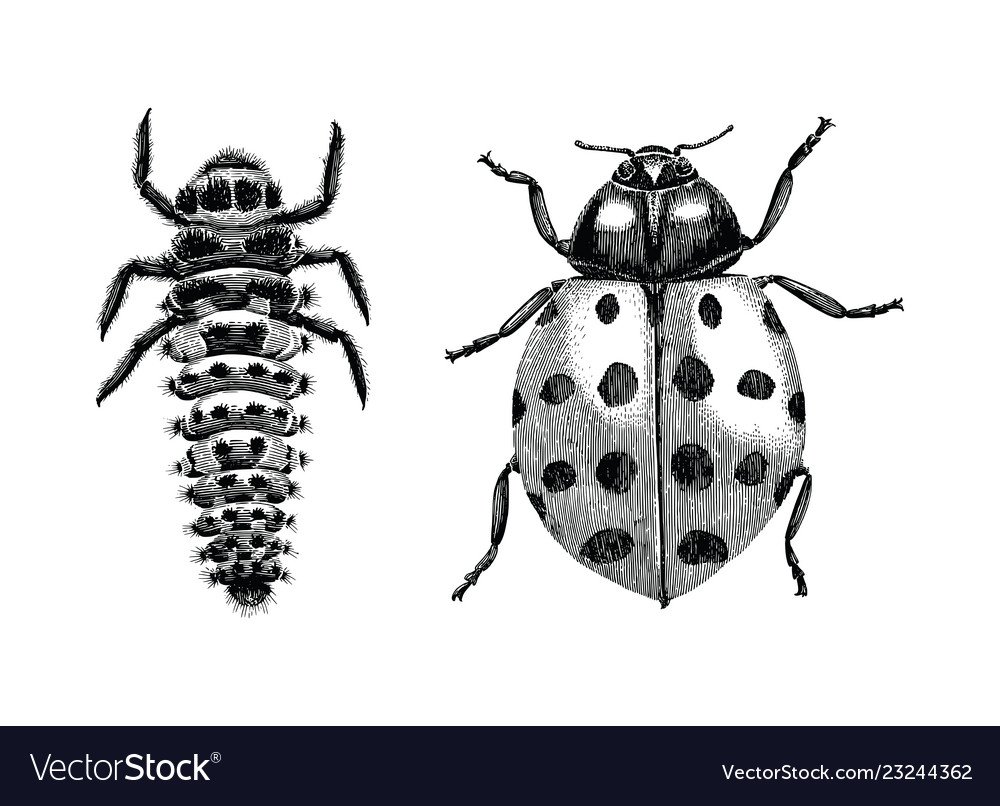 Саранча кузнечик Жук