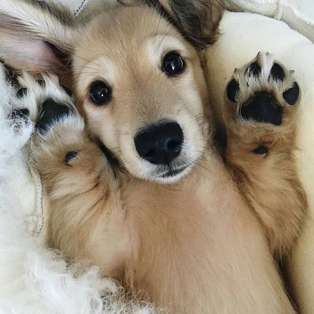 Собаки для инстаграмма