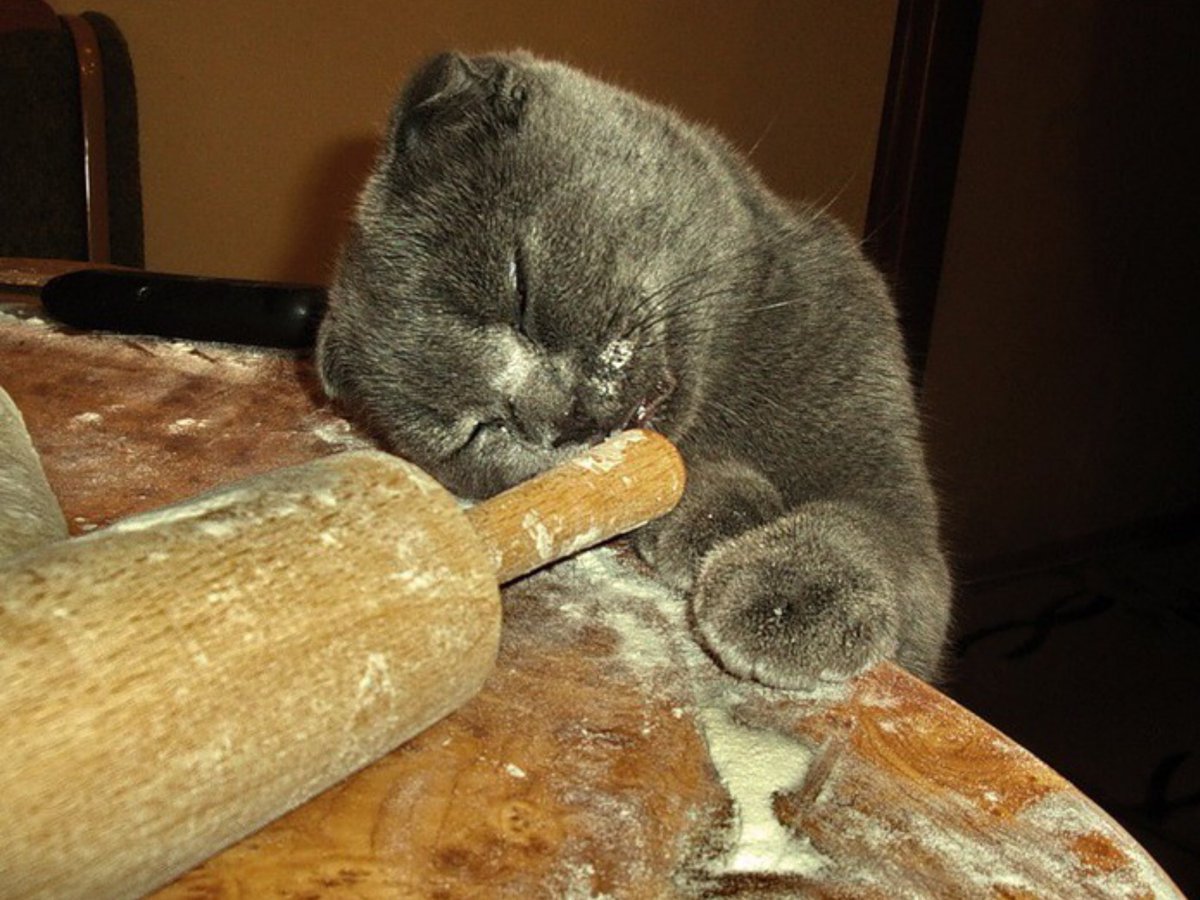 Атмосферные котики