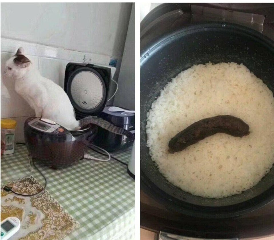 Животные и еда приколы