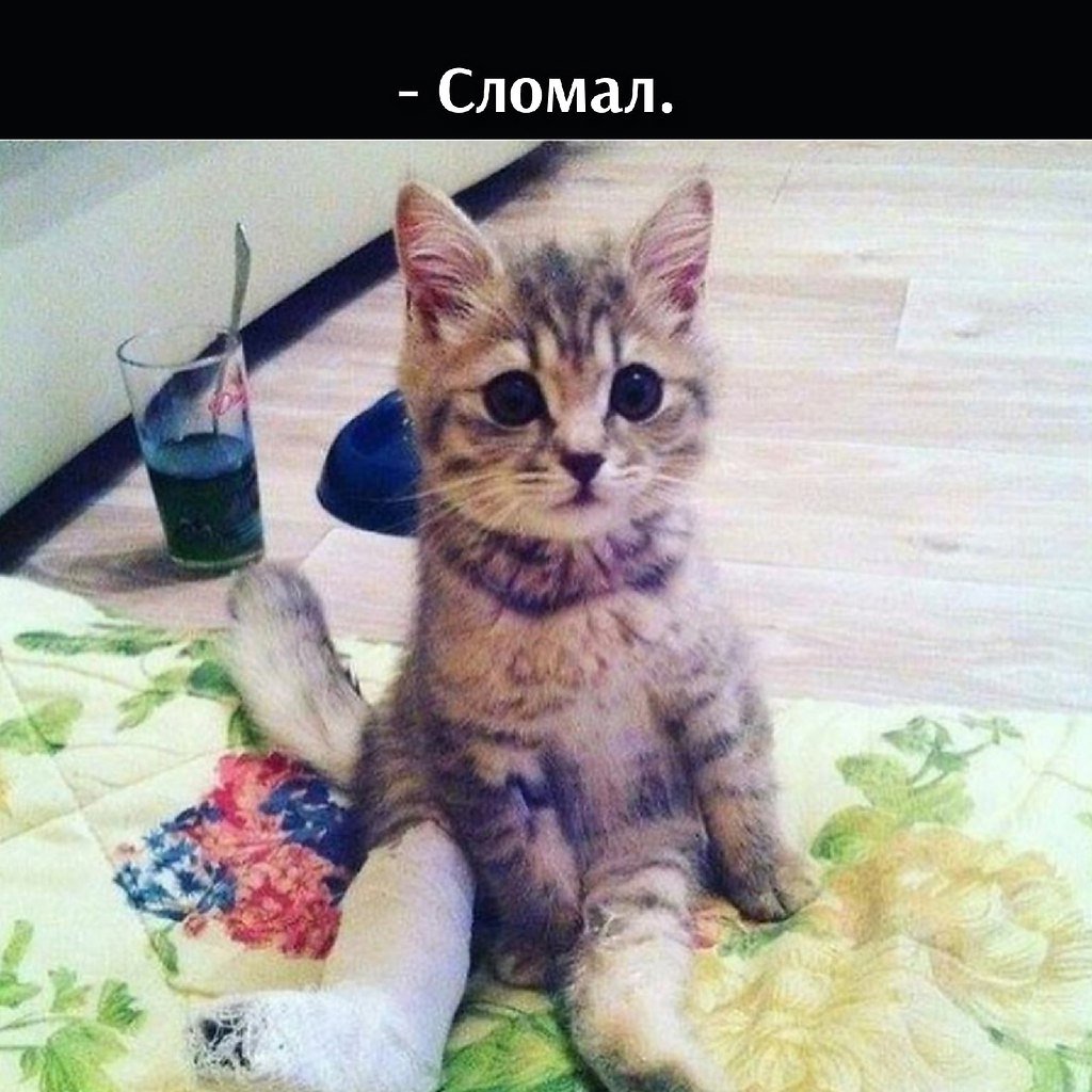 Кот в молоке Мем