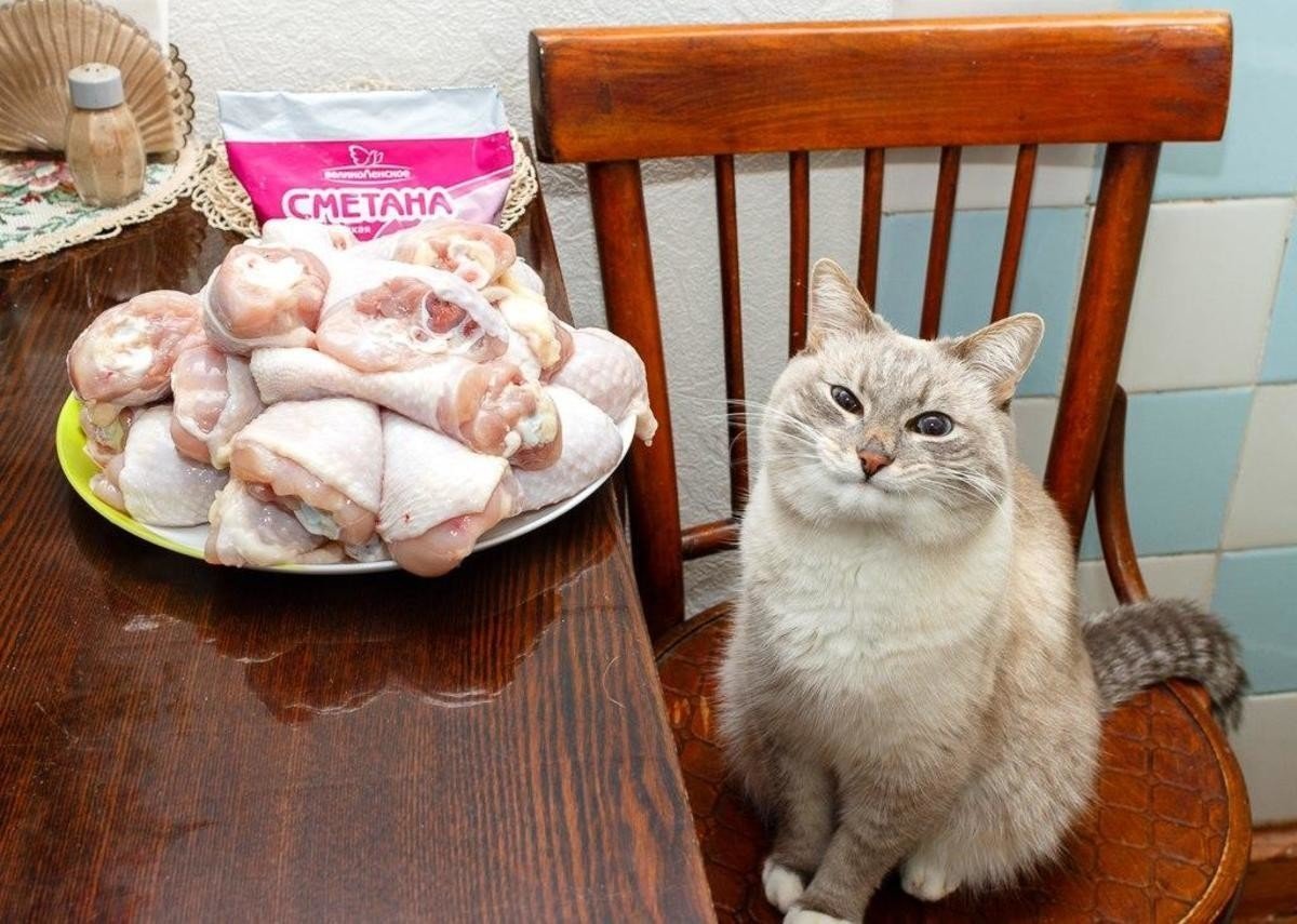 Котенок в зеркале тигр