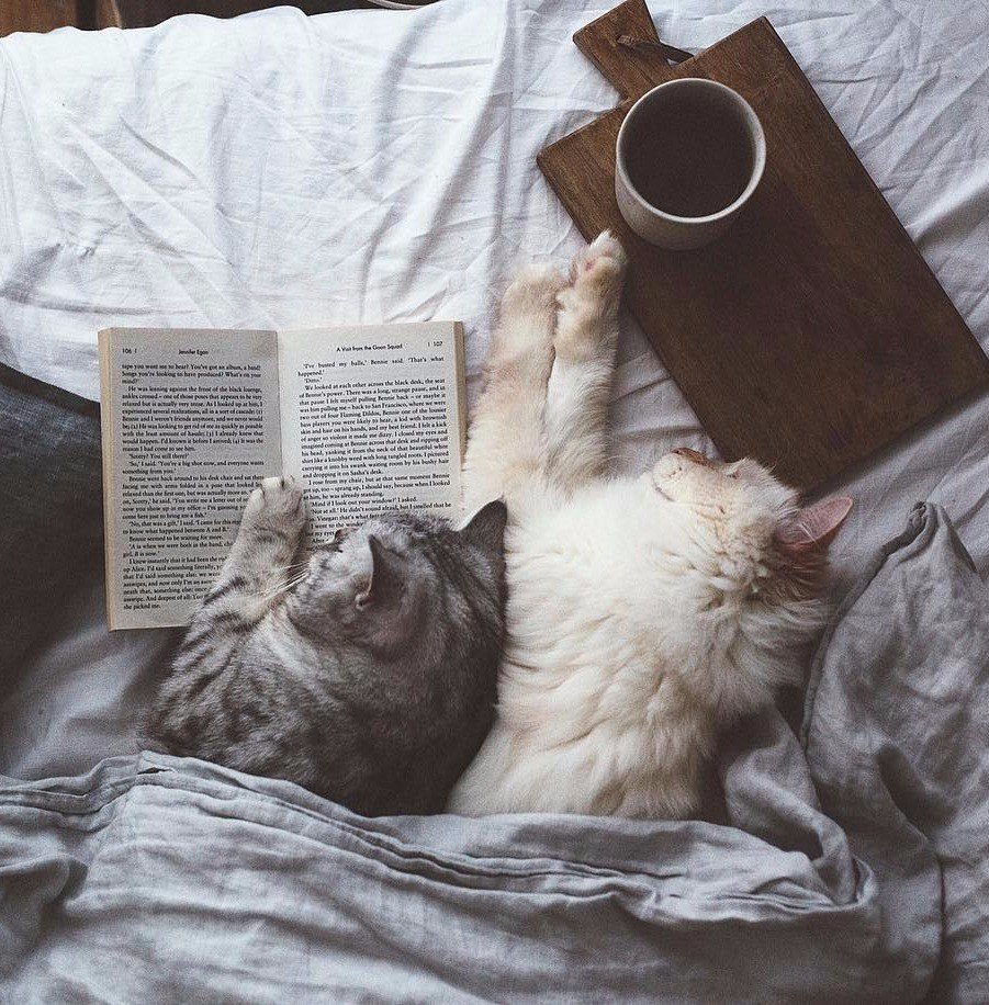 Торт с «кошками»