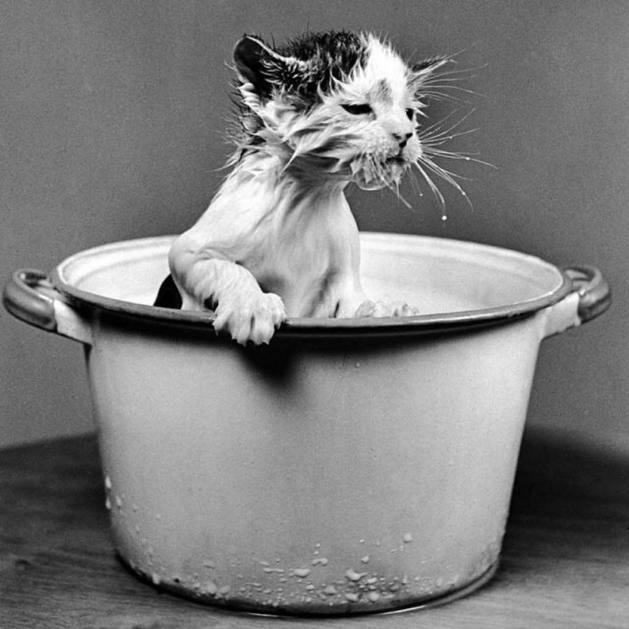 Смешные кошки на кухне