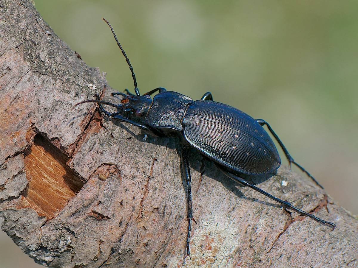 Жук жужелица