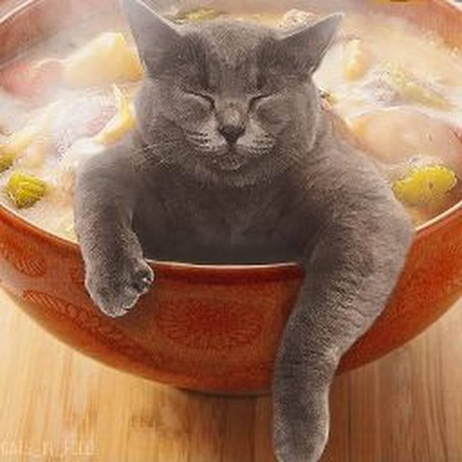 Кот Хлебушек