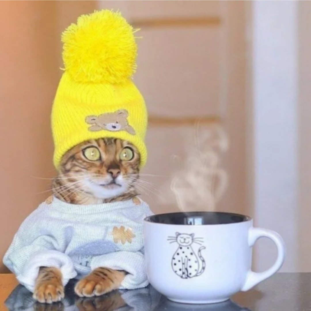 Кот ест пельмени