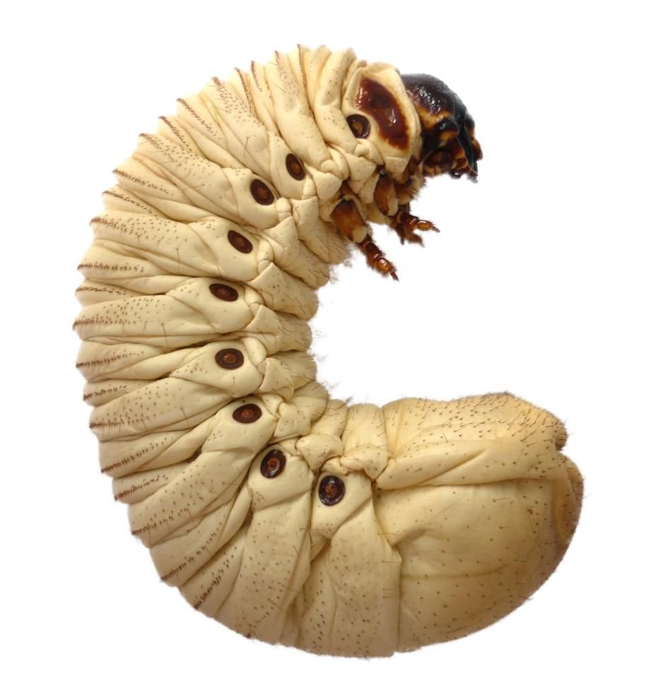 Личинка майского жука