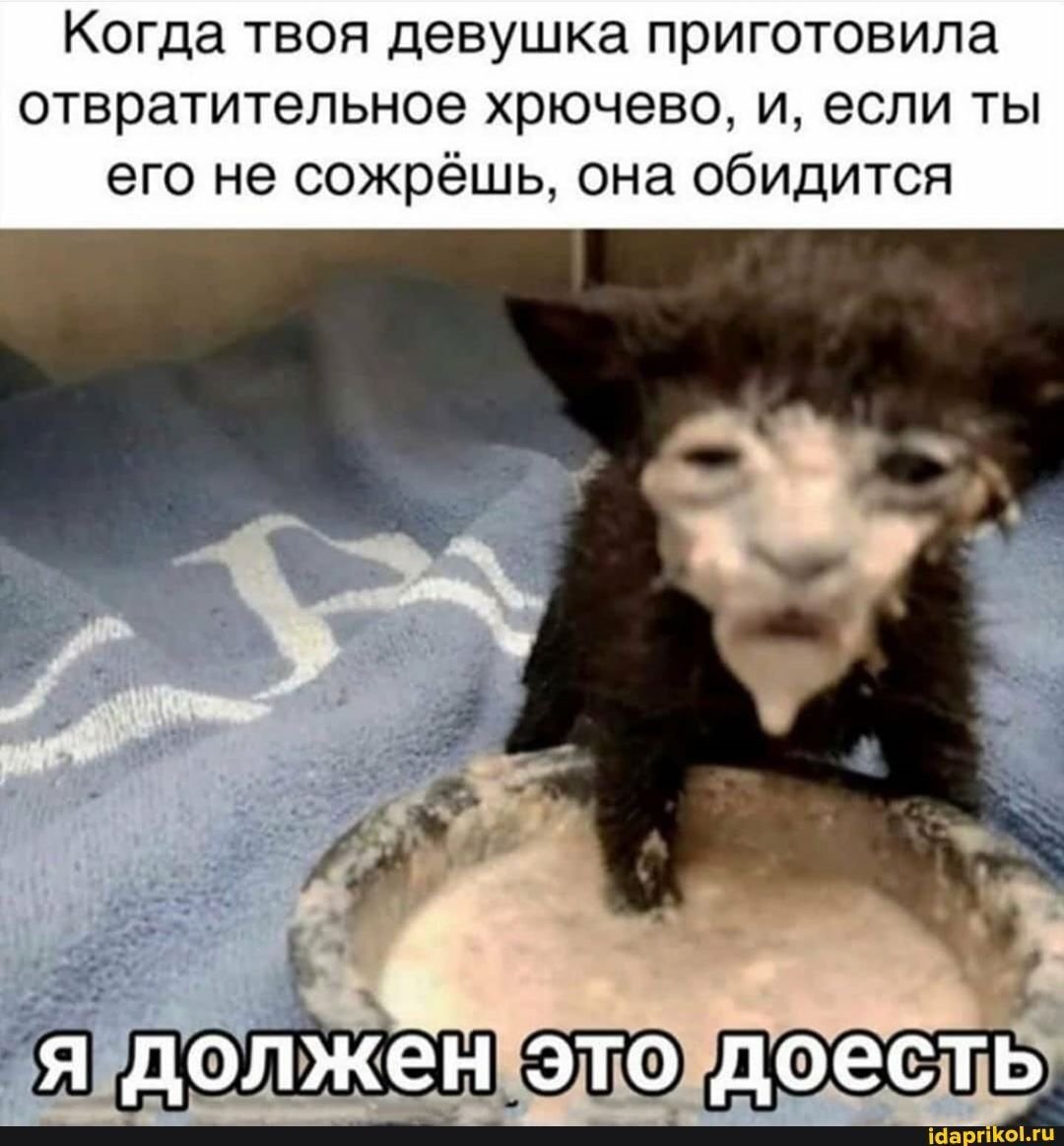 Кошки шкодят