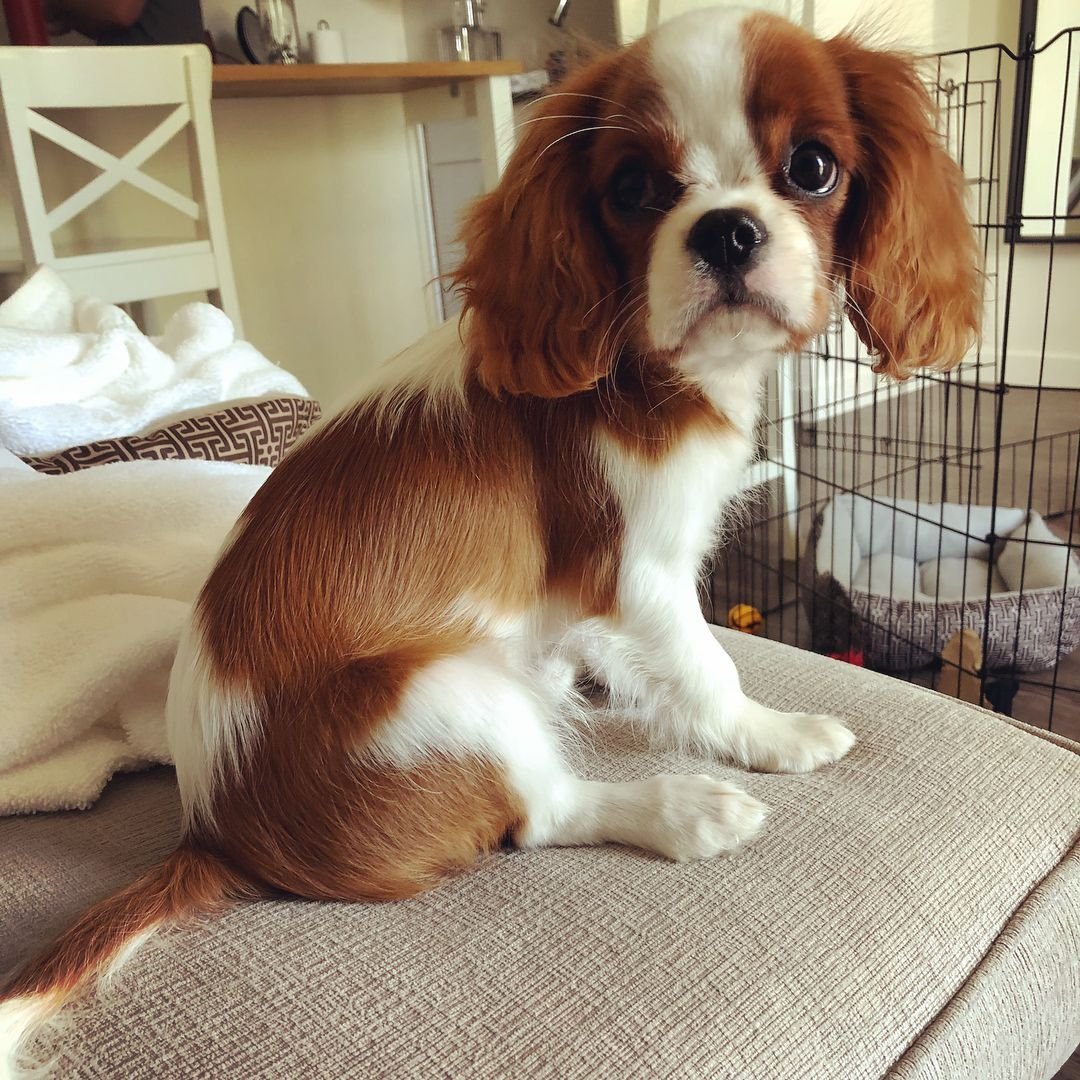 Кавалер Кинг Чарльз спаниель