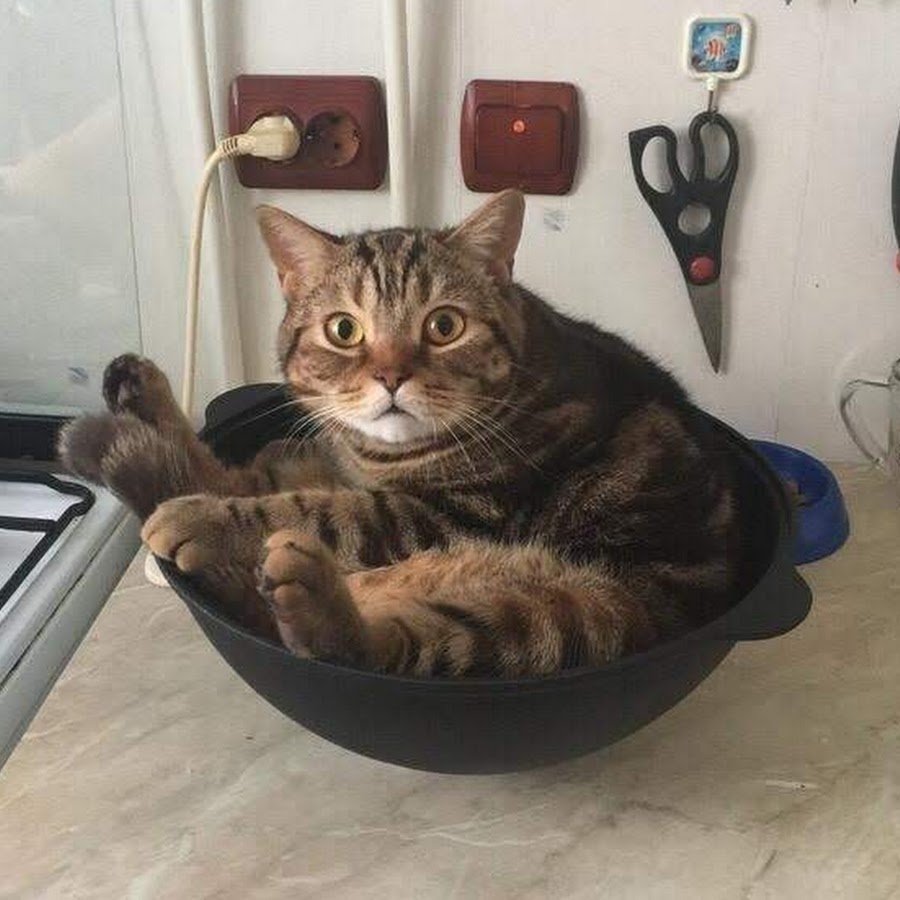 Котик с пельменями