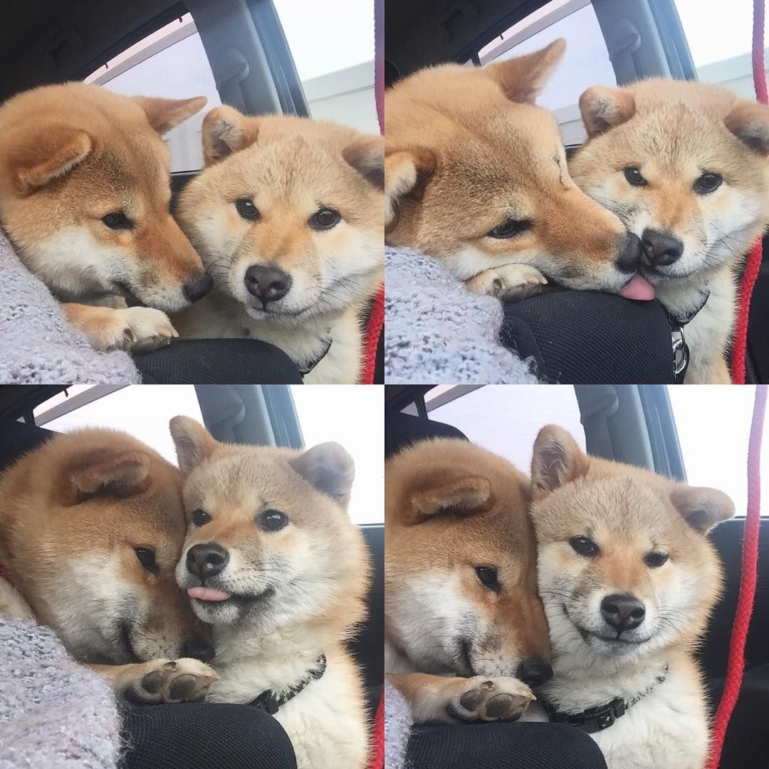 Фотосессия щенков