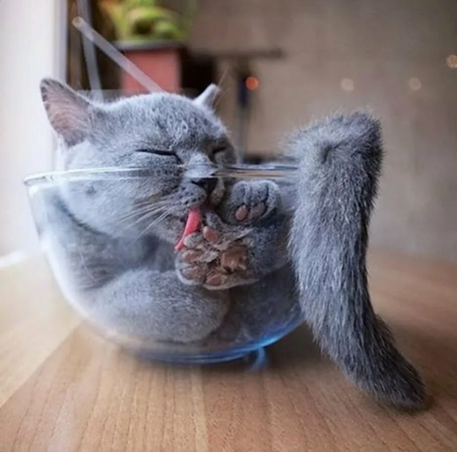 Кот испугался снега