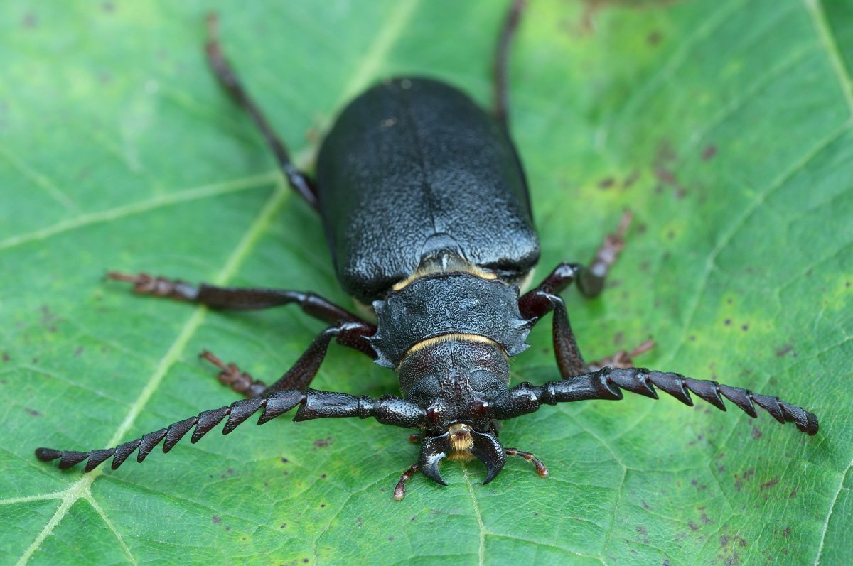 Полосатый Жук Пискун