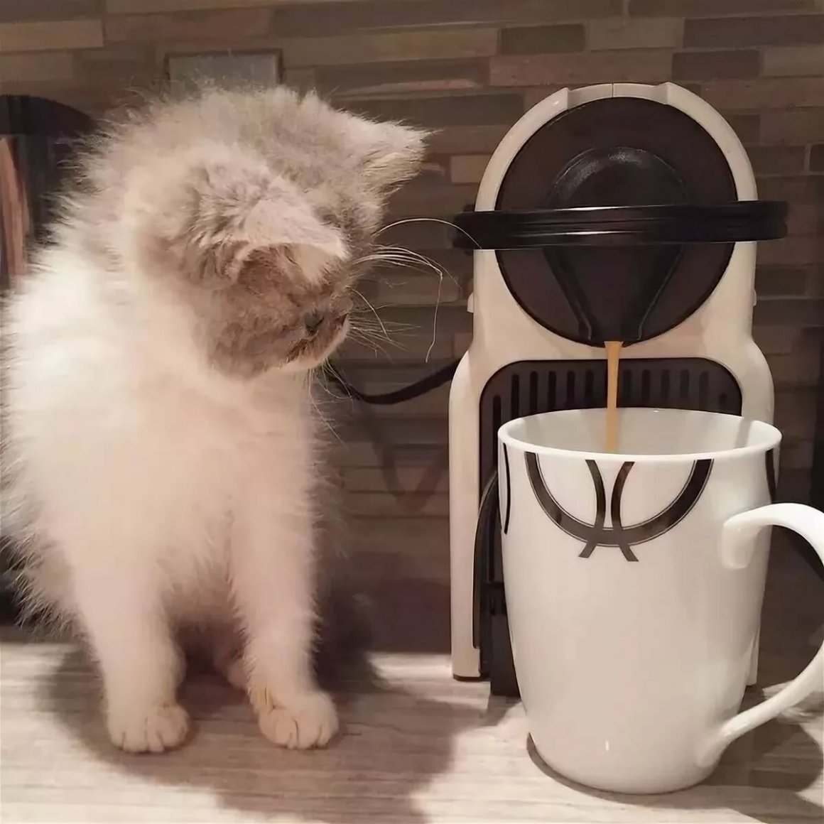 Собака на кухне