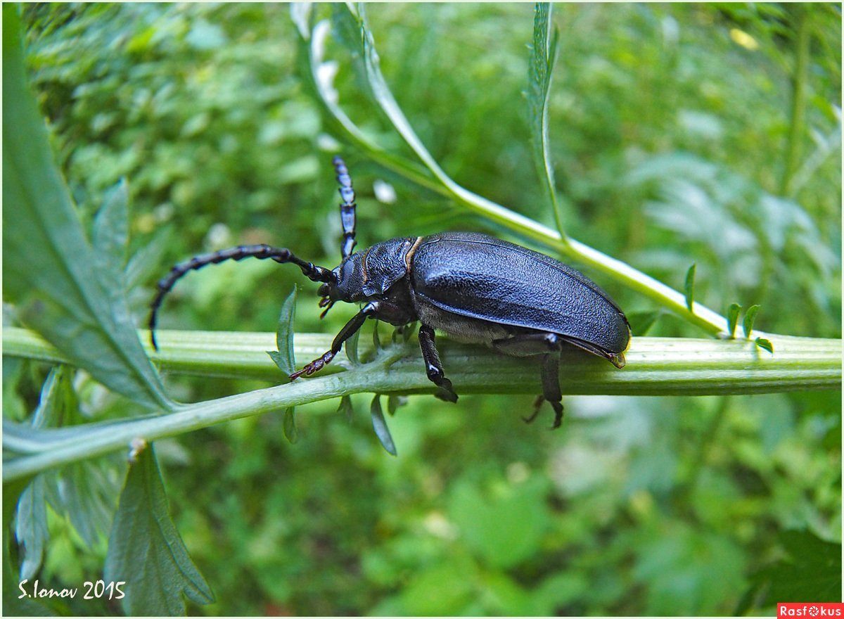 Жук усач Кожевник