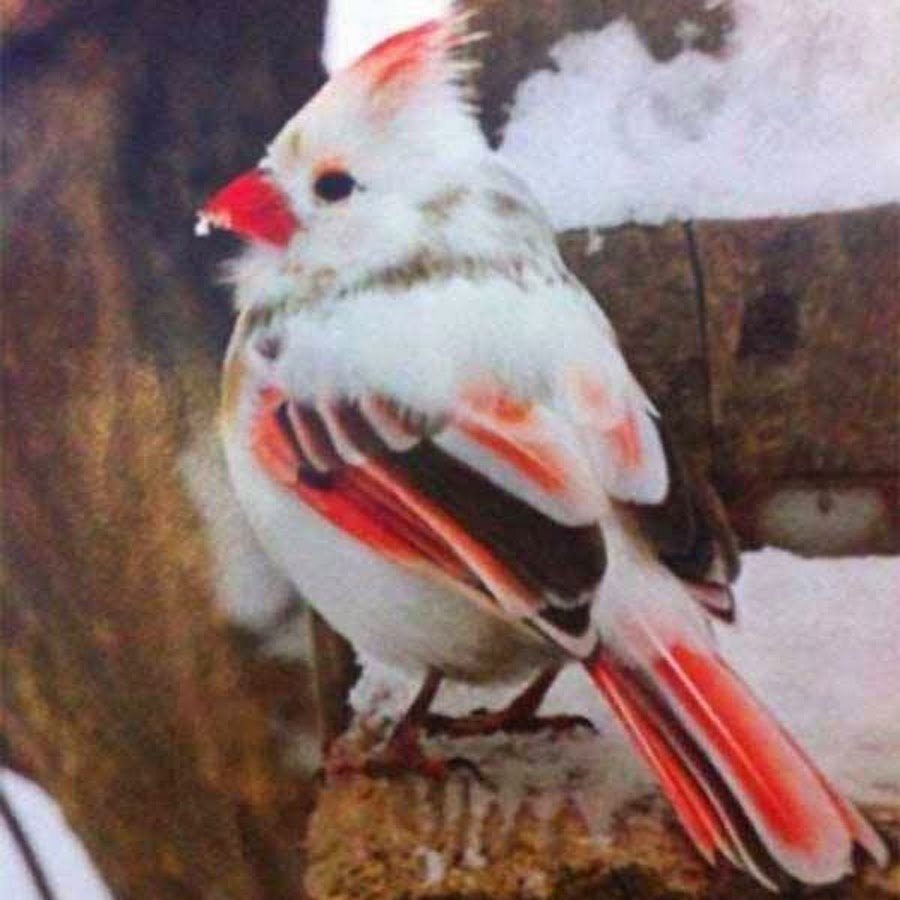 Акита ину Мем с игрушками