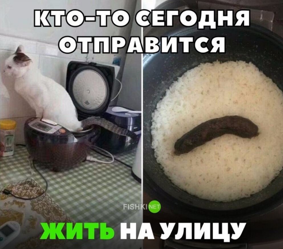 Приготовленный кот