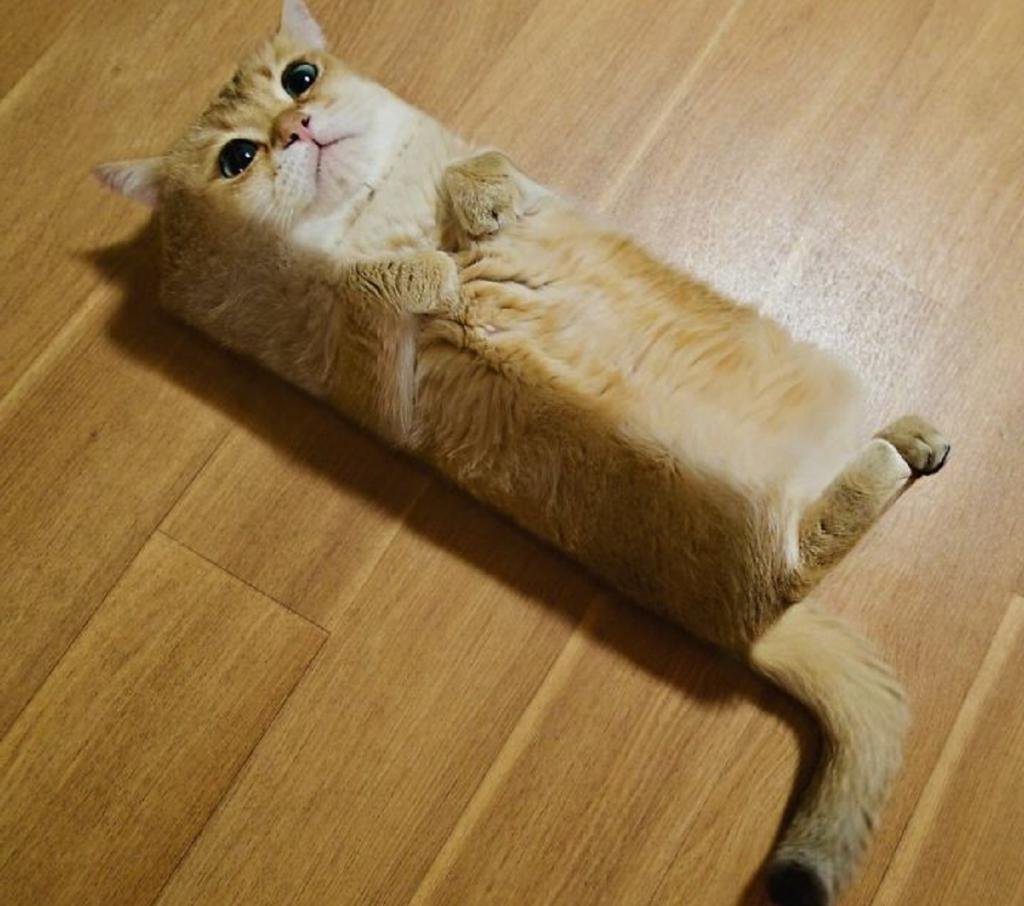 Котик в ванной