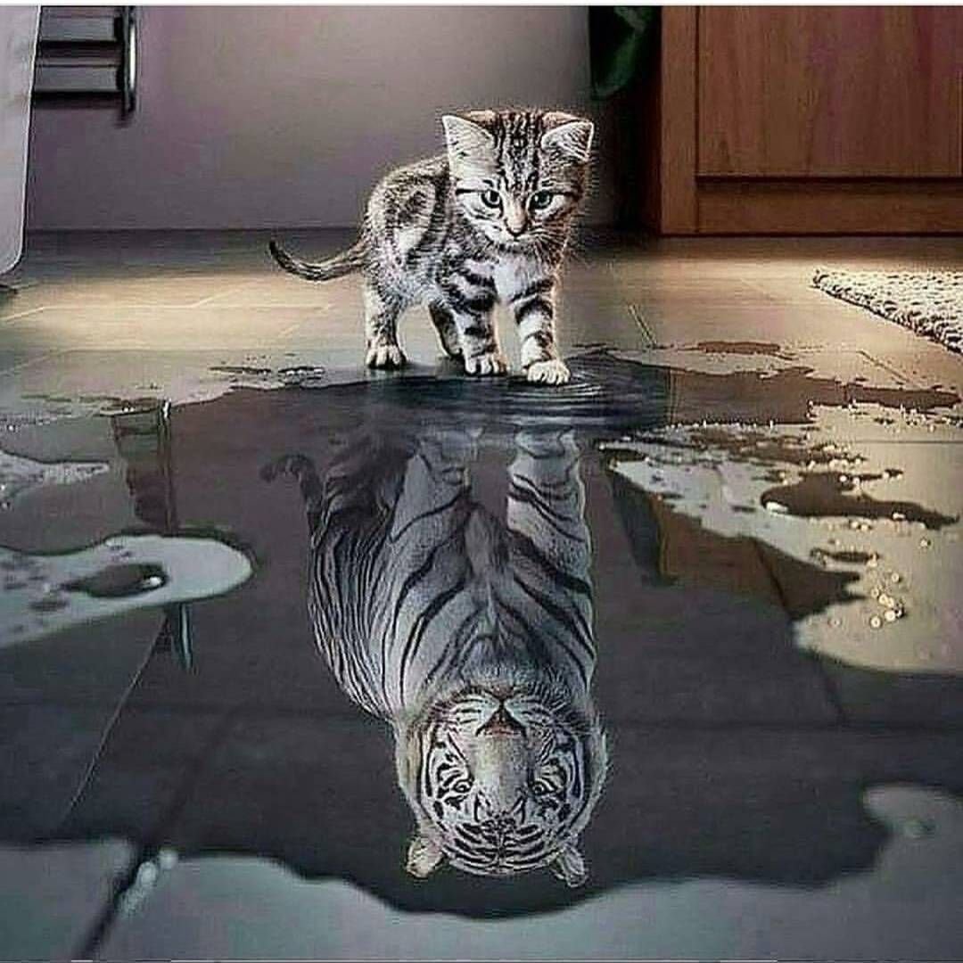 Котики для инстаграма