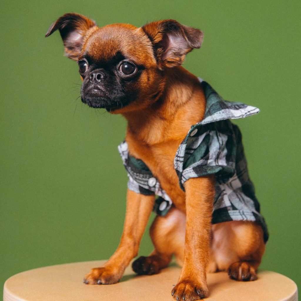 Популярные собаки 2021