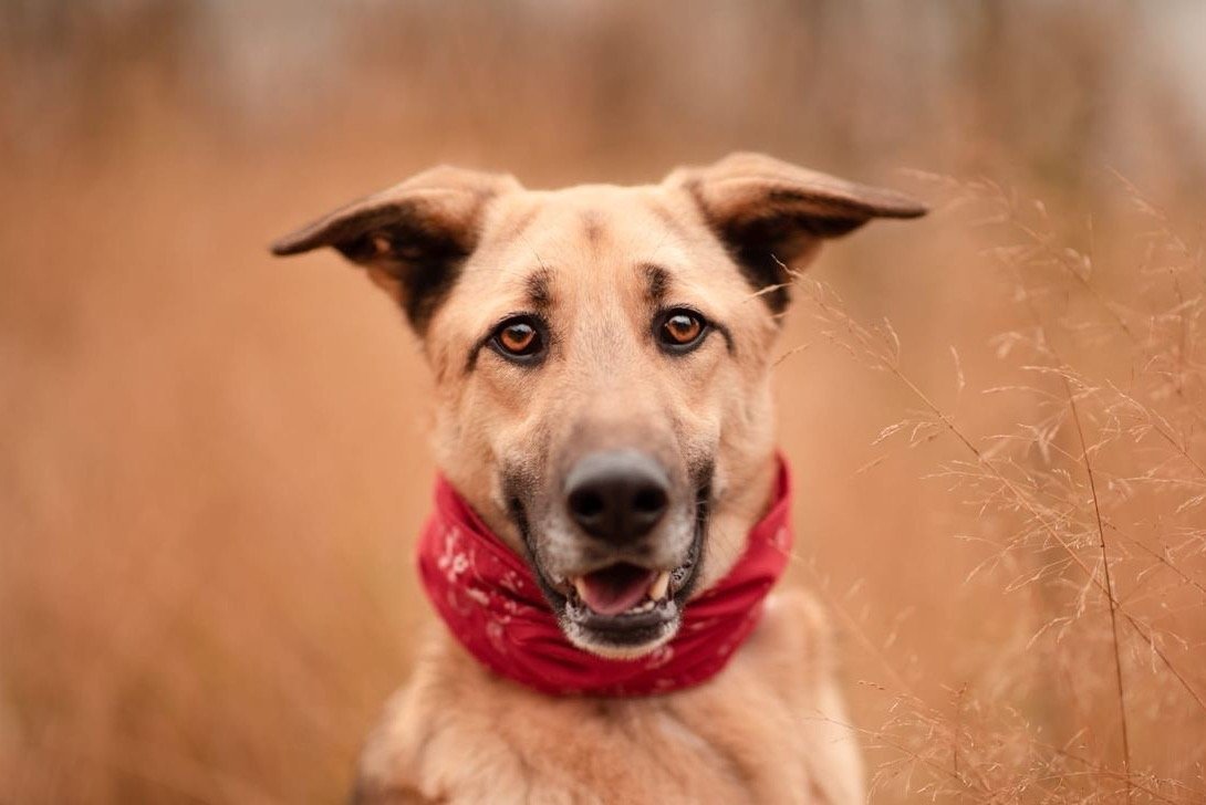 Питомник Габрия дебют