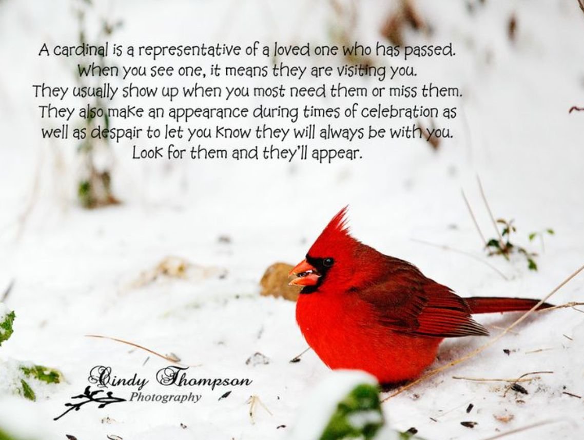 Кардинал птица самка