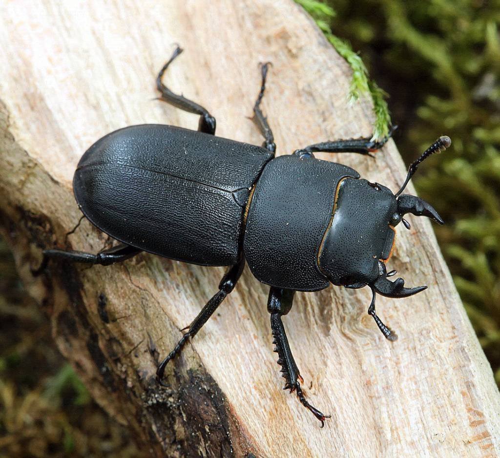Жук плавунец атлас определитель