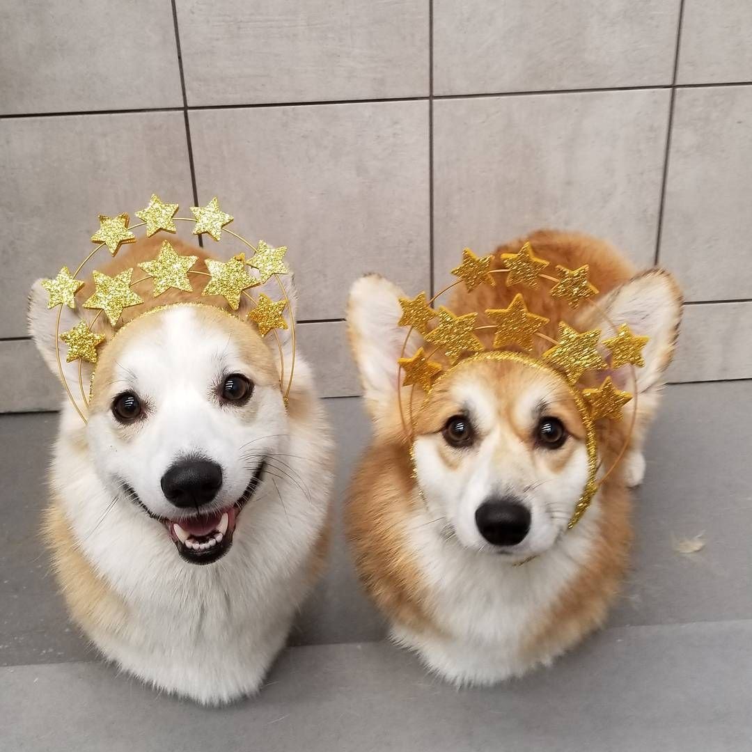 Фотосессия с золотистым ретривером