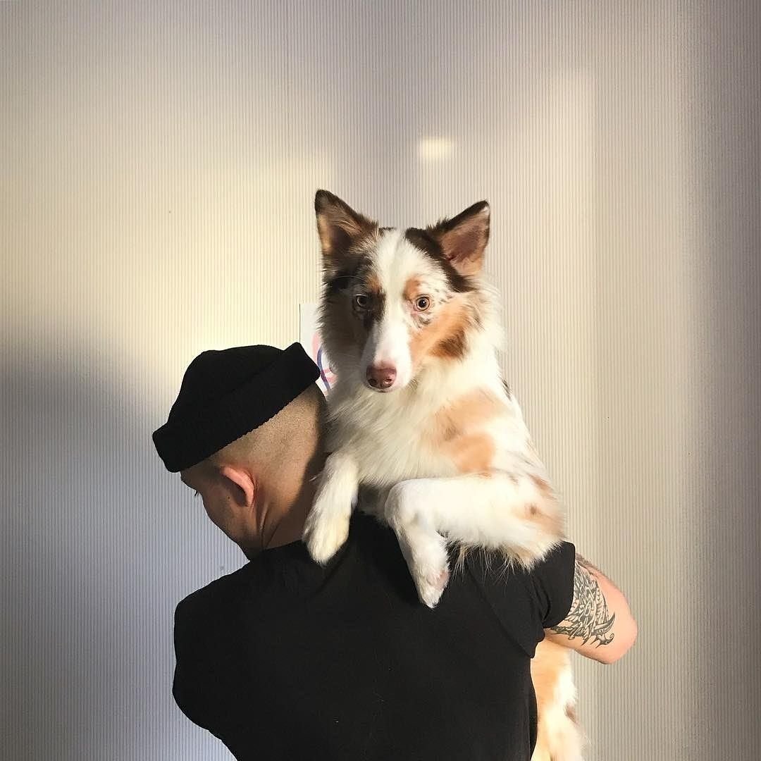 Хаски новый год на рабочий стол