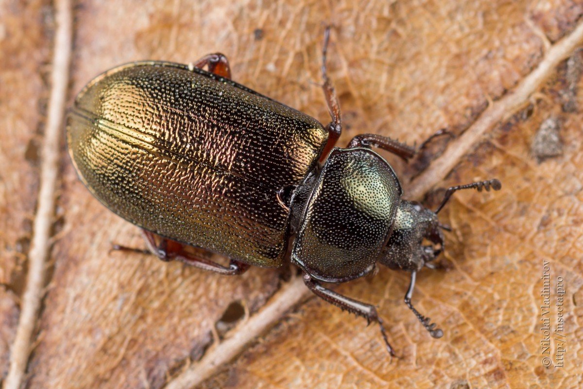 Platycerus caraboides