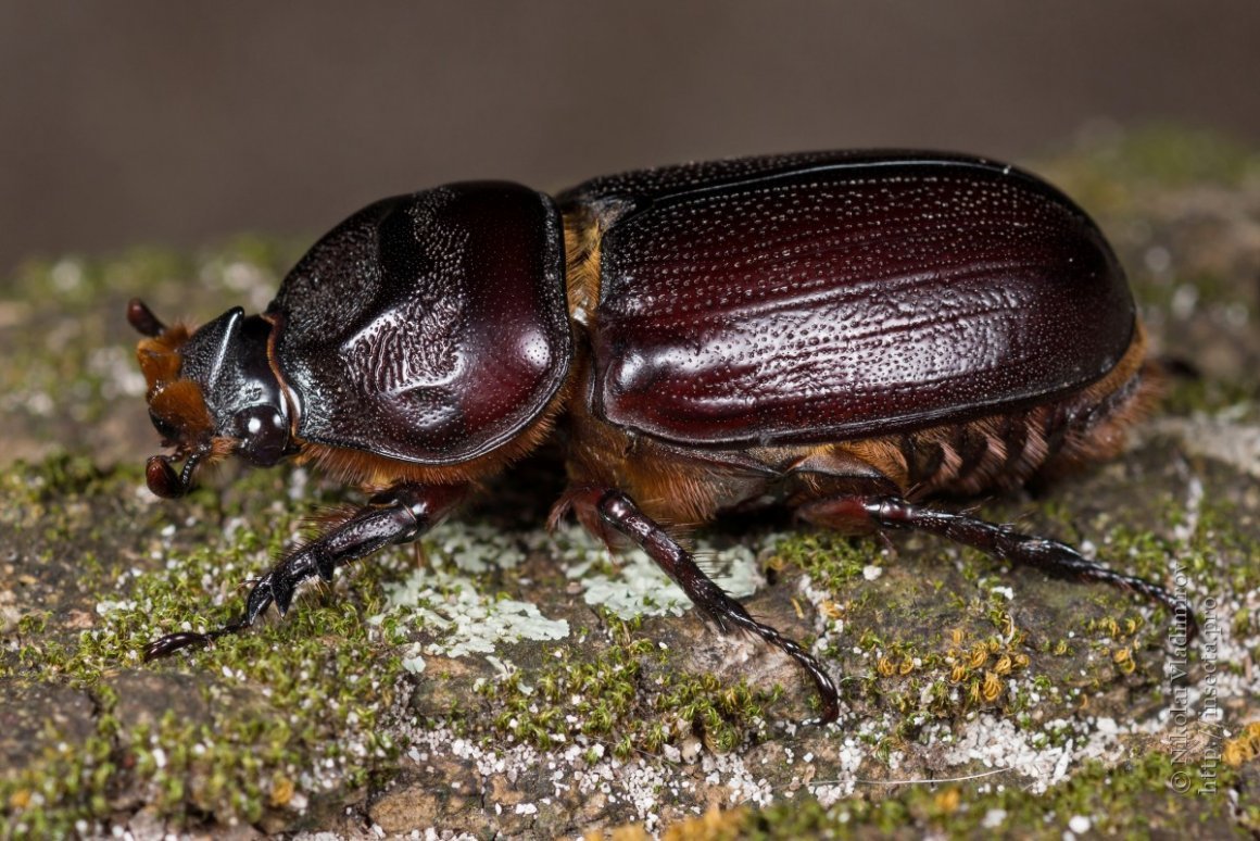 Большой Жук в Подмосковье