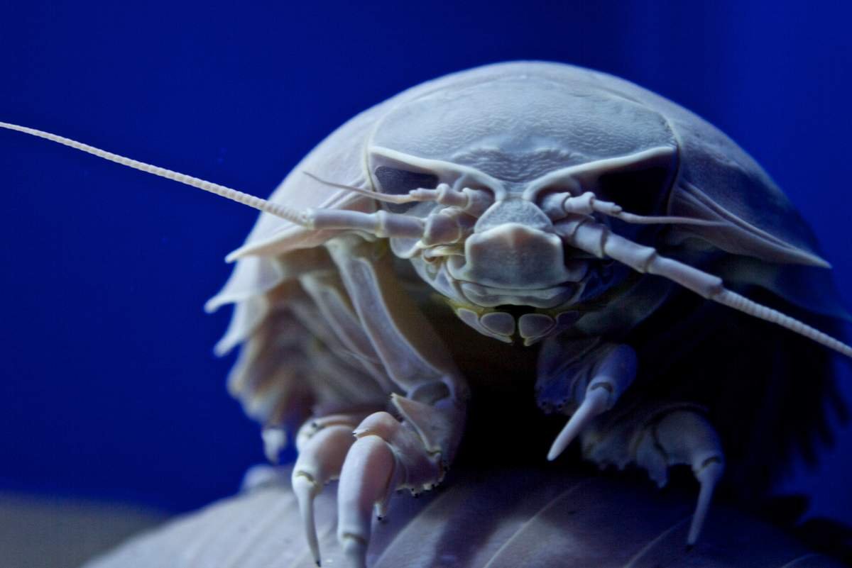 Мокрица ракообразное