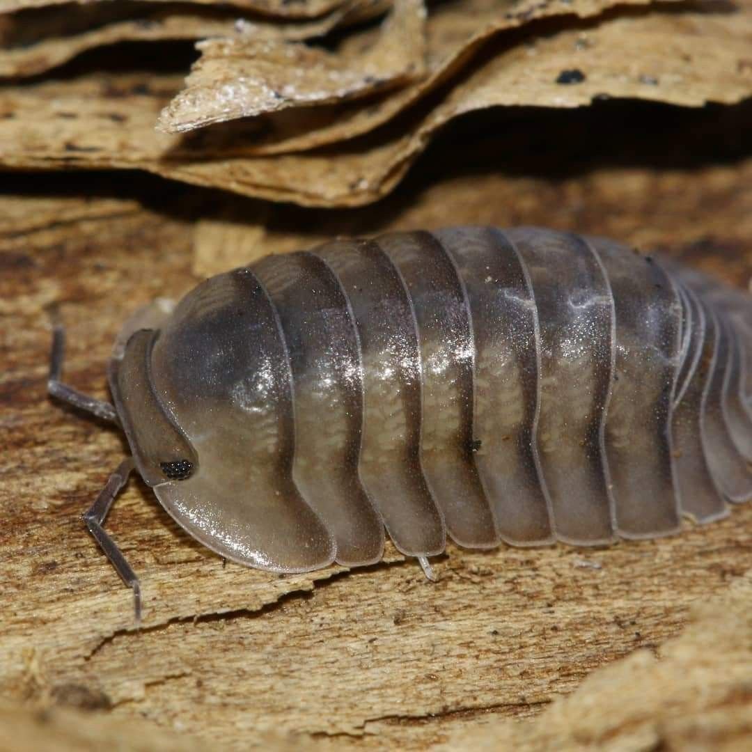 Гигантский плюшевый изопод
