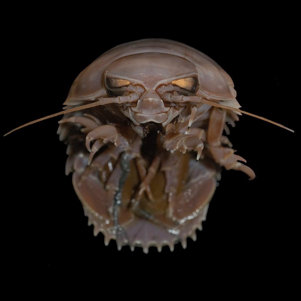 Глубоководный гигантский изопод