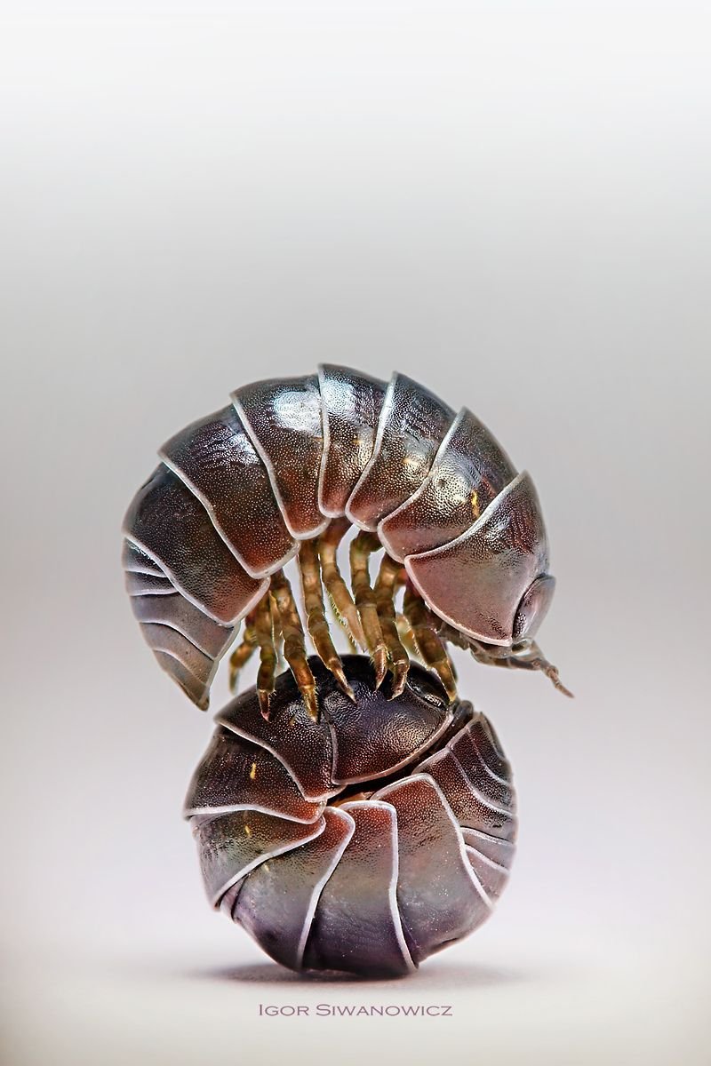 Равноногий рачок в почве