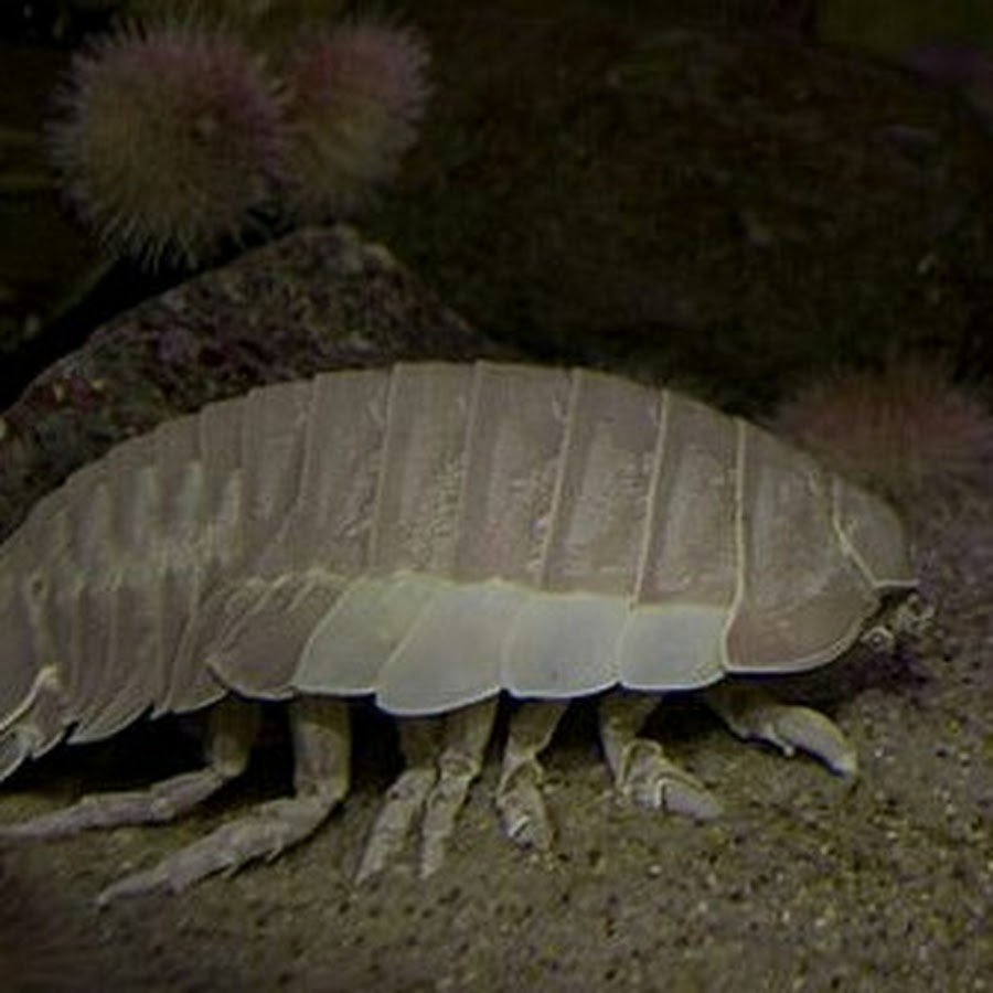 Гигантский изопод мокрица