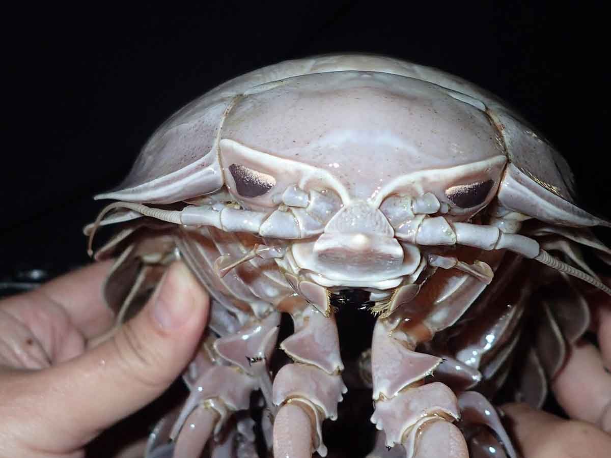 Roly Poly что за насекомое