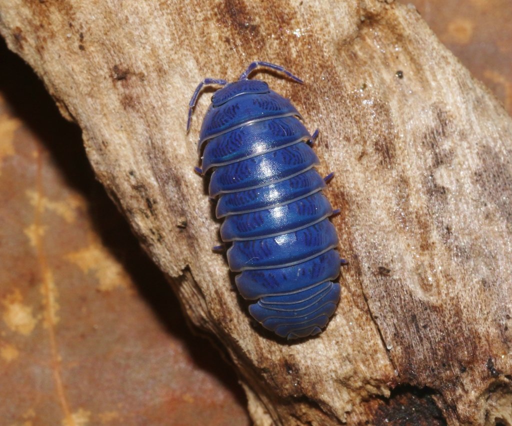 Гигантский морской изопод