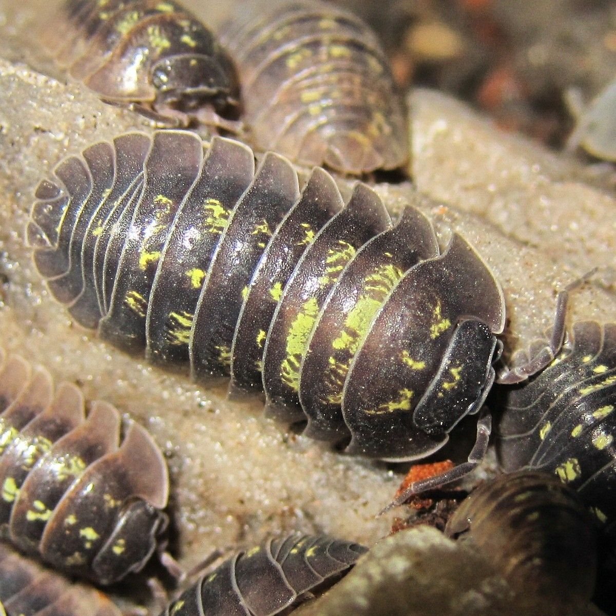 Armadillidium versicolor