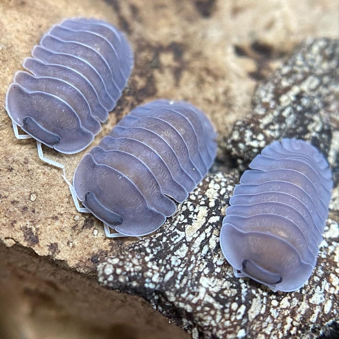 Spirostreptus giganteus