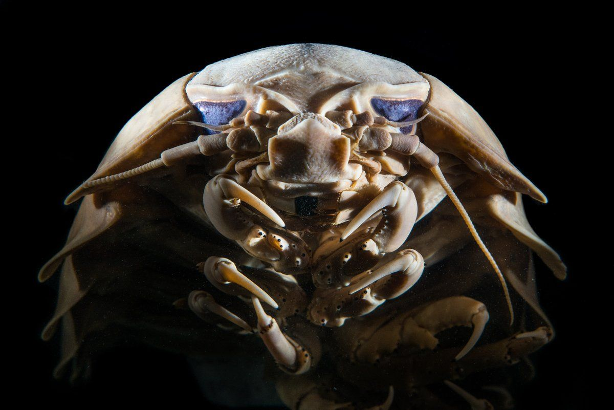 Мокрицы Armadillidium vulgare