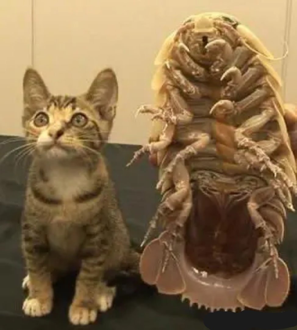 Крымская кольчатая сколопендра