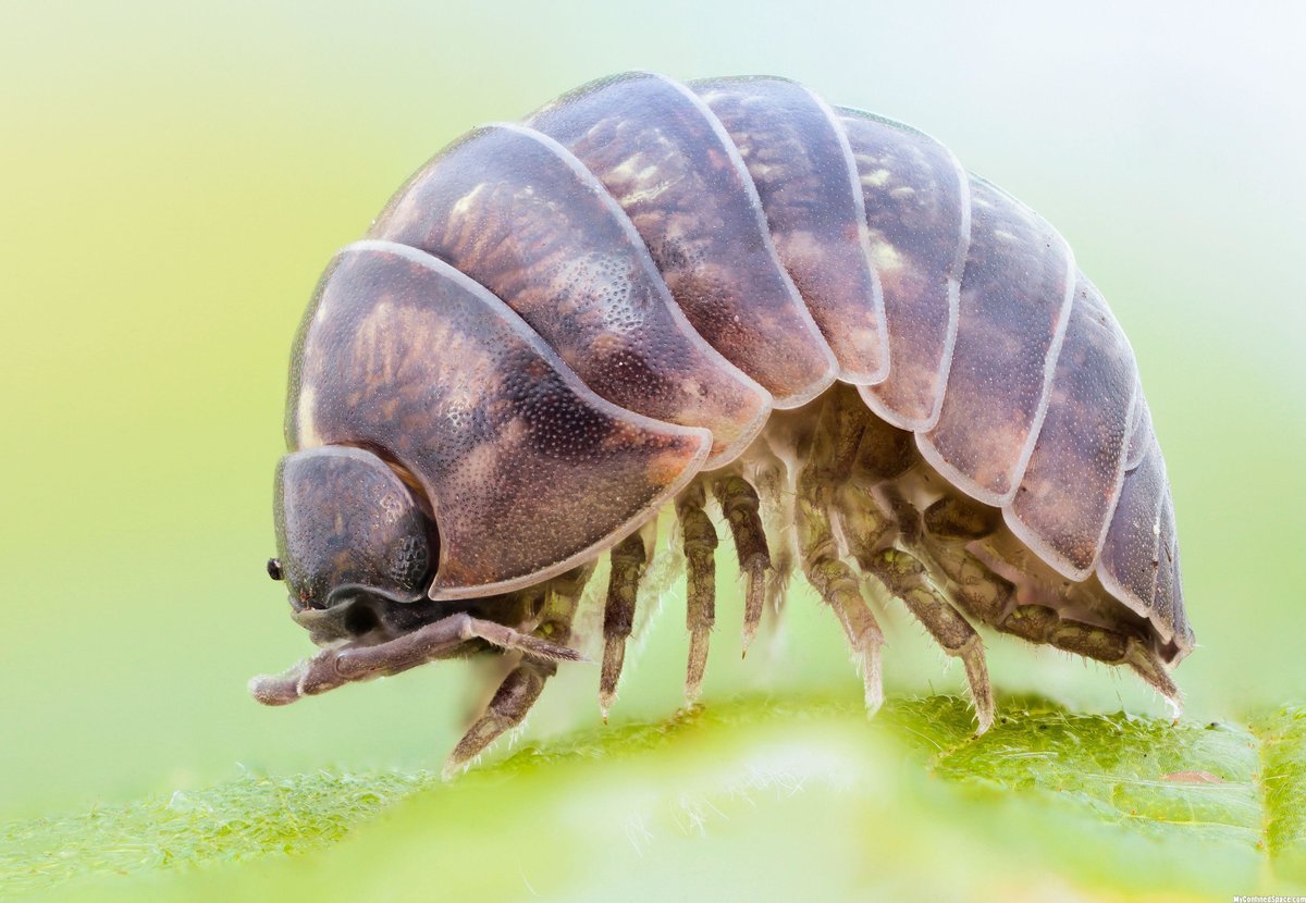 Armadillidium klugii