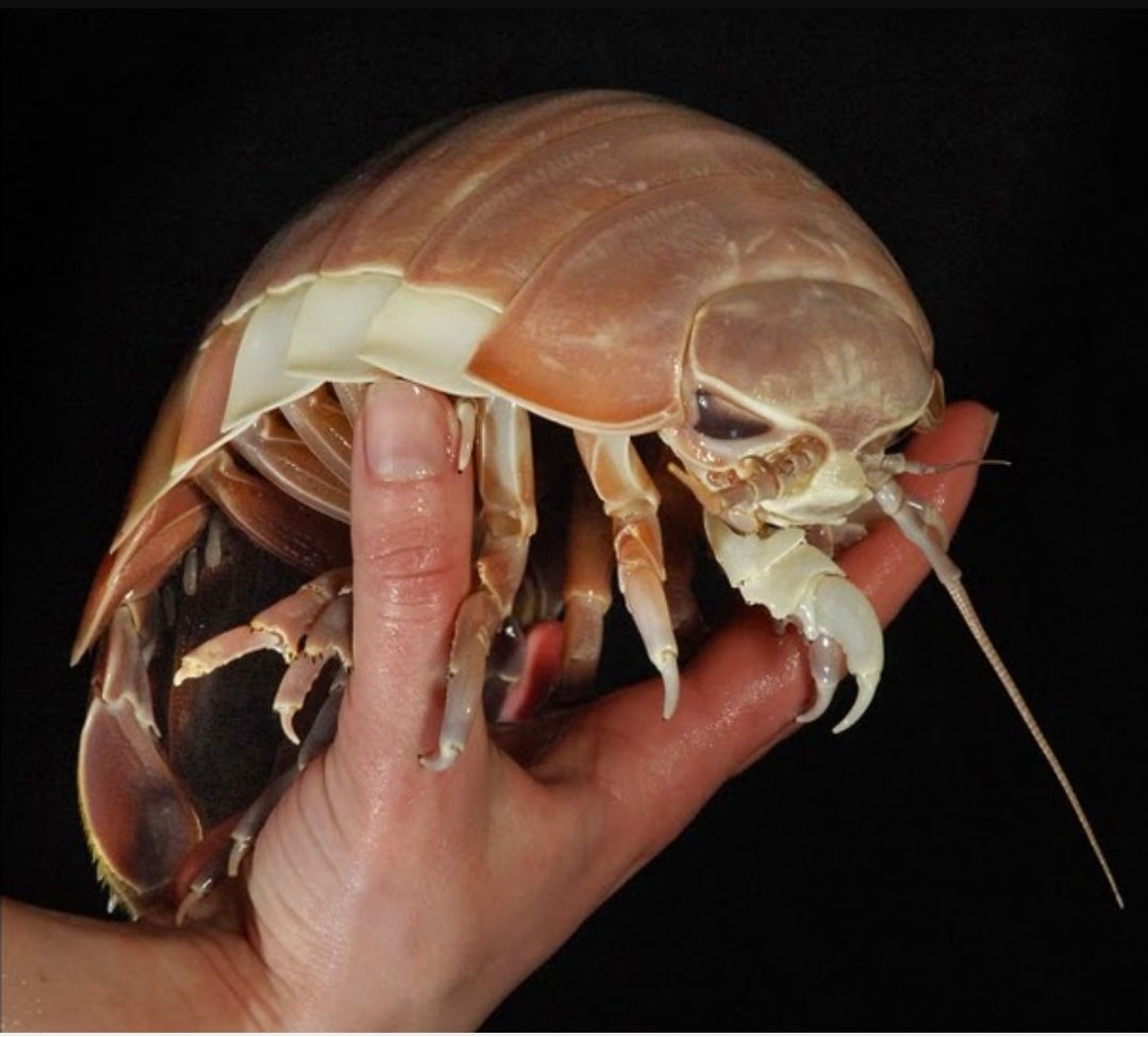 Гигантский изопод мокрица