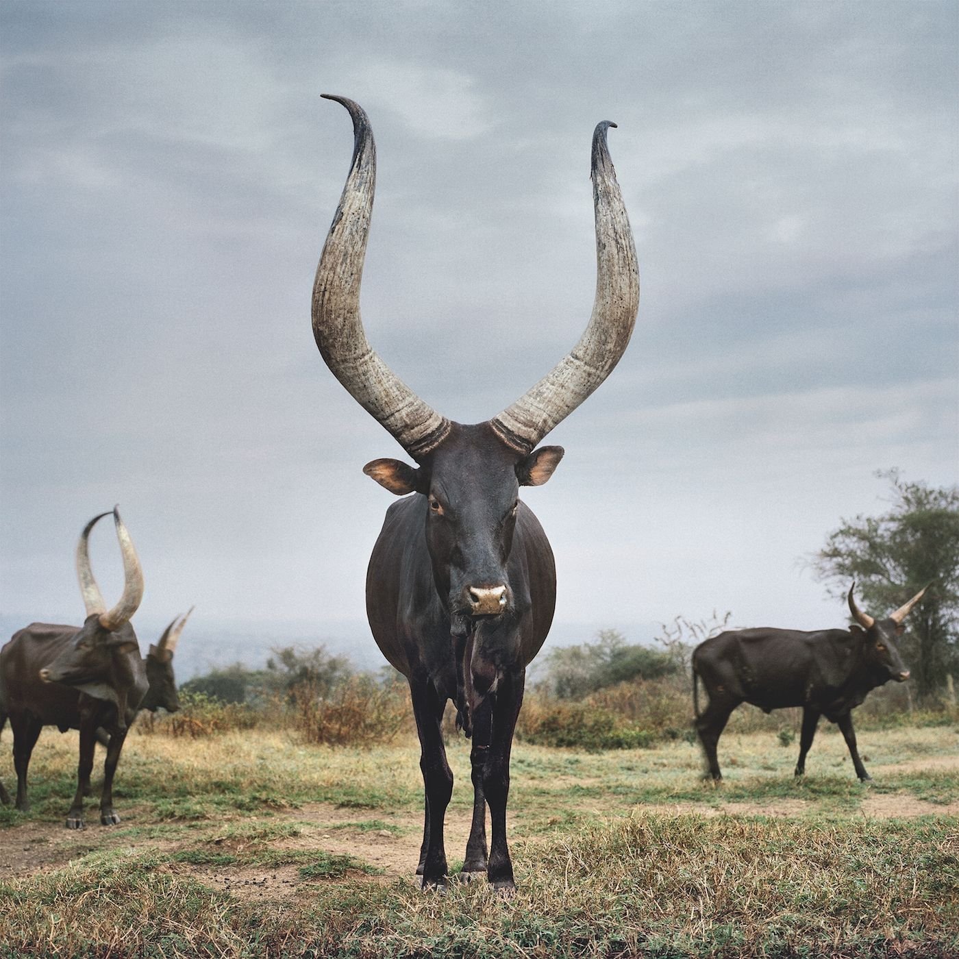 Буйвол ватусси. Африканская корова ватусси. Корова ватусси Африканская ватусси. Антилопа зебу.