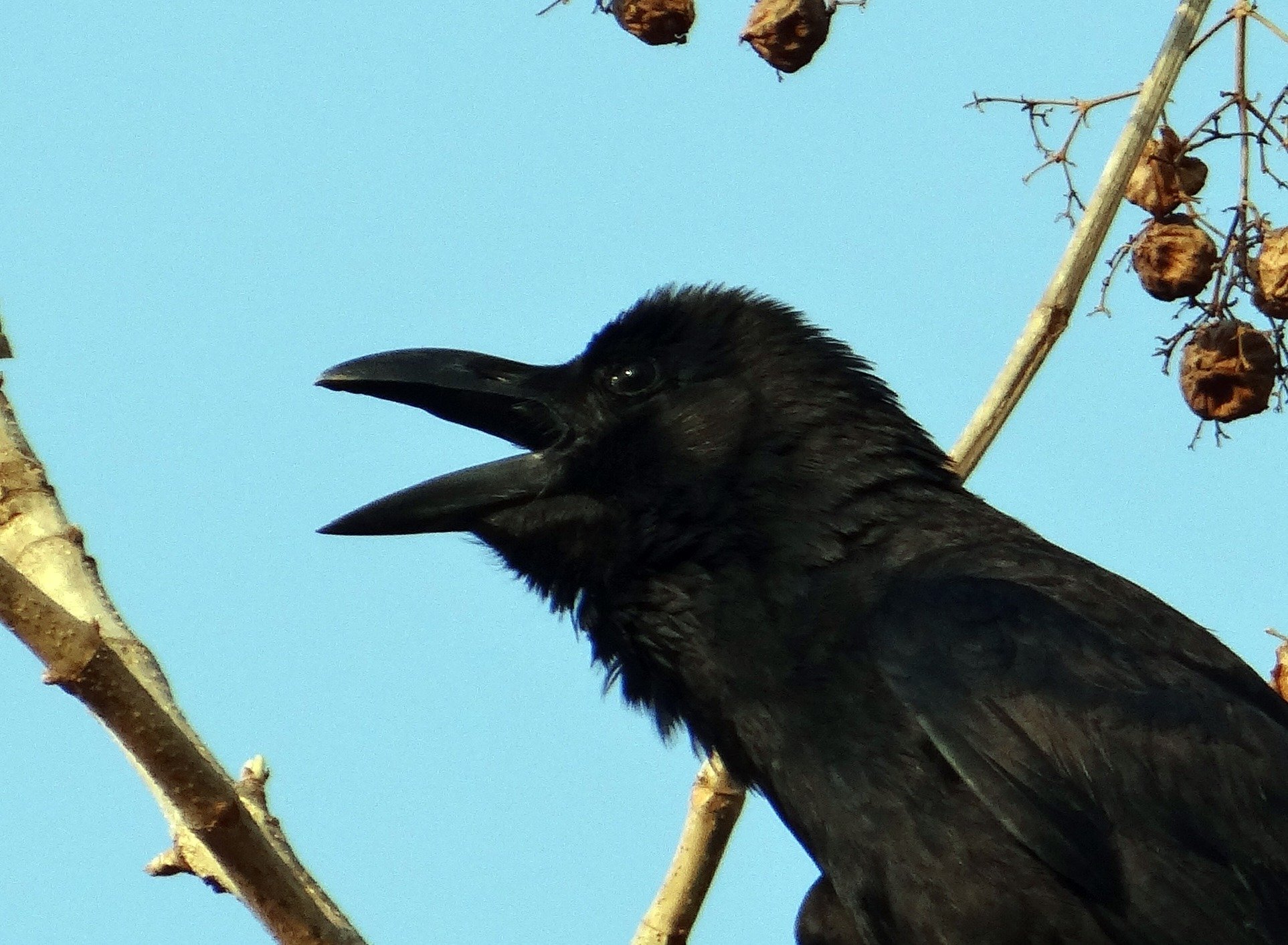 Карга это. Серая ворона меланист. Corvus macrorhynchos. Большеклювая ворона птенец. Индийская домовая ворона.