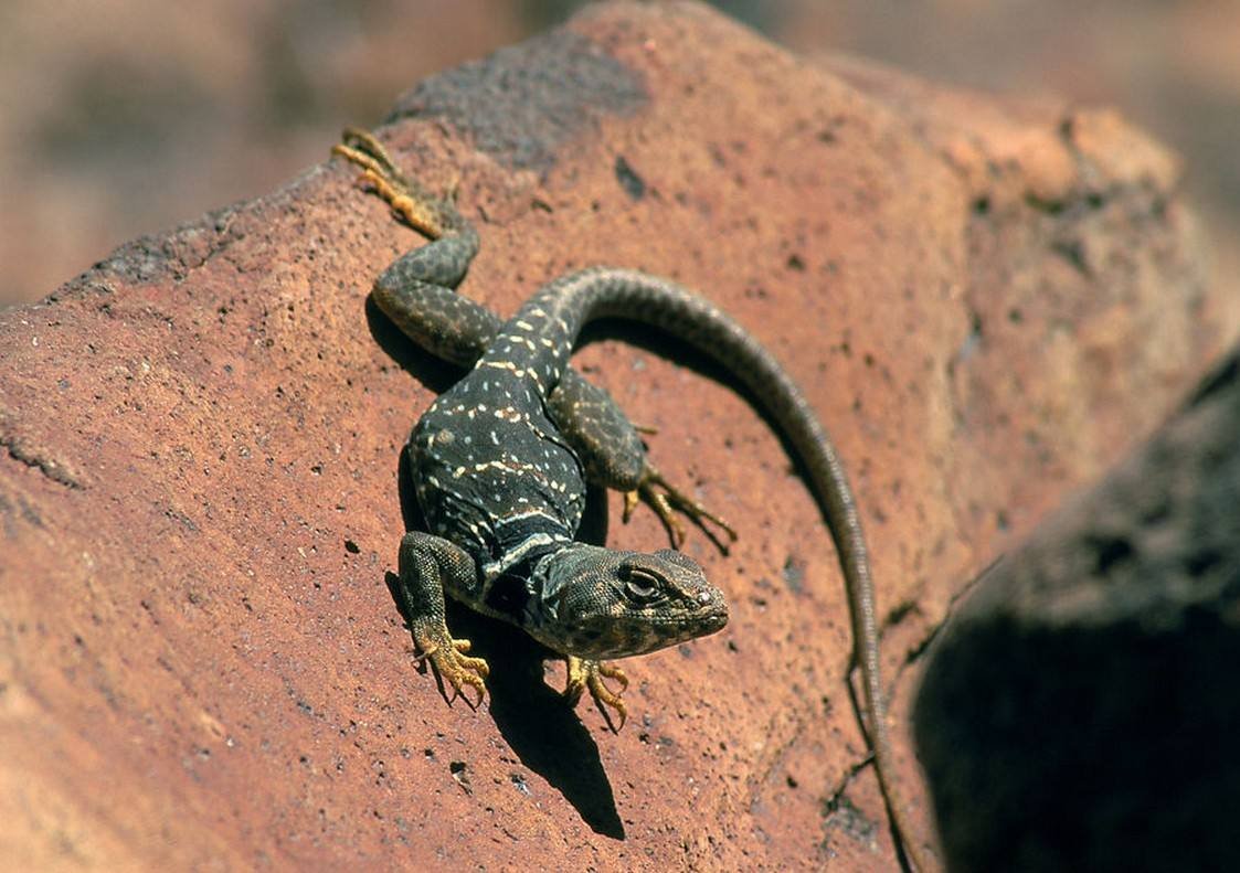 Пресмыкающиеся,змеи, ящерицы , крокодилы