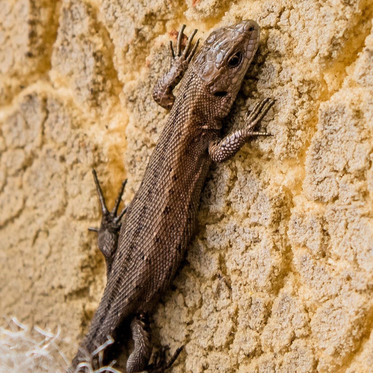 Астраханская ящерица Степная