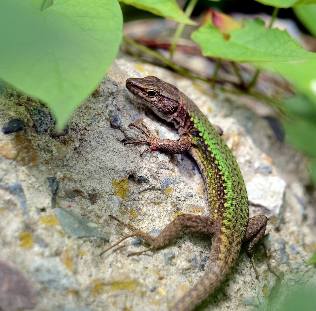 Желтопузик ящерица